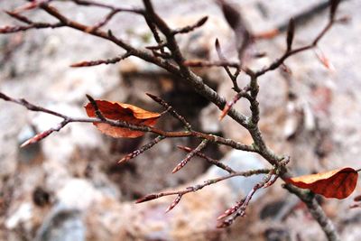 Low angle view of lizard on tree