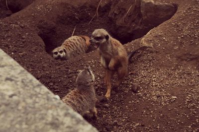 Meerkats on ground