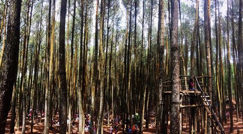 Low angle view of bamboo trees against sky