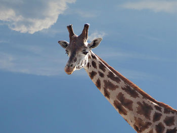 Low angle view of giraffe against sky