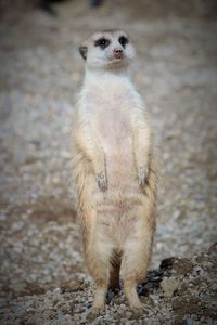 Portrait of sheep standing outdoors