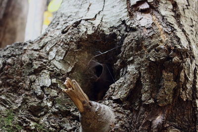 Close-up of insect on tree trunk