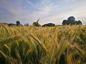 Scenic view of wheat field against sky