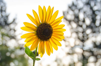 Close-up of sunflower