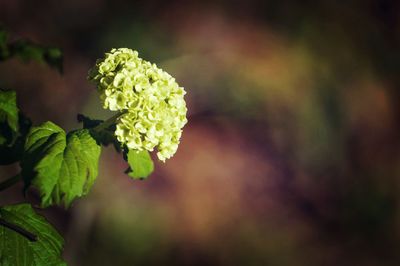 Close-up of flowers