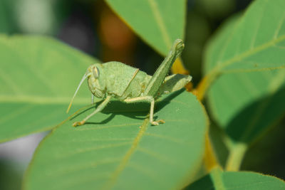 Close-up of insect on leaf