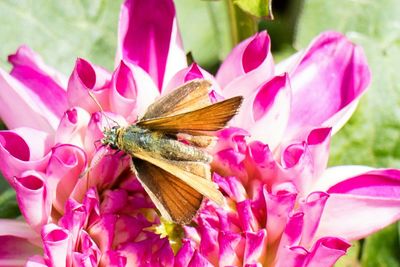 Close-up of butterfly pollinating flower