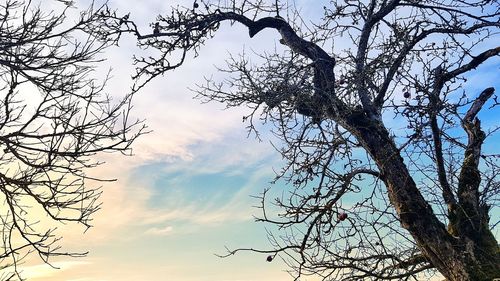 Low angle view of bare tree against sky