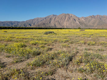 Scenic view of field against clear blue sky