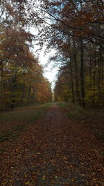 Trees in forest during autumn