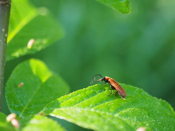 Close-up of insect on leaf