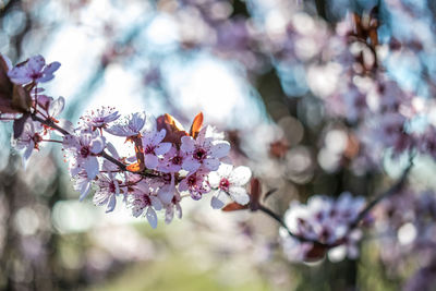 Close-up of pink cherry blossom tree