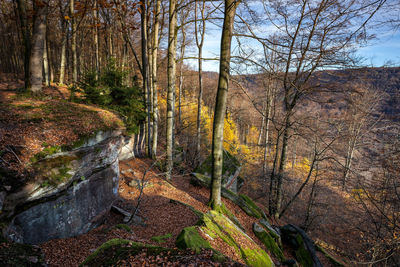 Plants and trees in forest during autumn