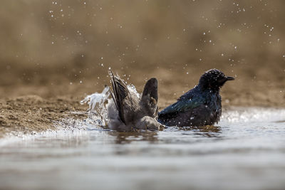 Bird in lake