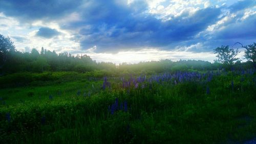 Scenic view of field against cloudy sky