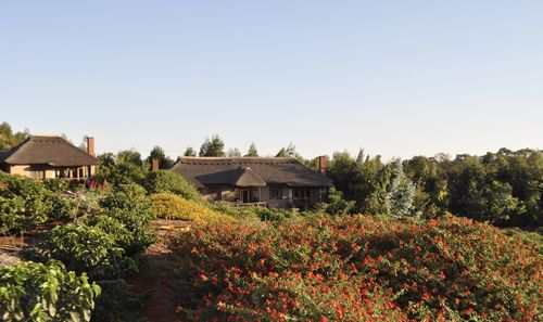 Plants growing on field by building against clear sky