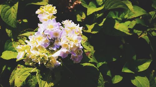 Close-up of purple flowering plant