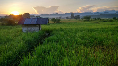 Scenic view of field against sky at sunset