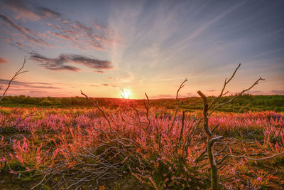 Plants growing on land against sky during sunset