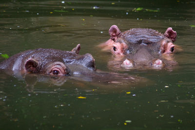 Close-up of hippopotamus swimming in pond