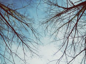 Low angle view of bare tree against sky