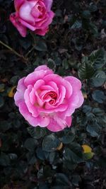 Close-up of pink rose