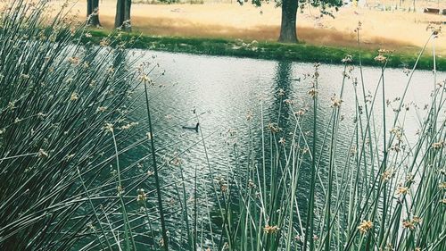 View of birds in lake