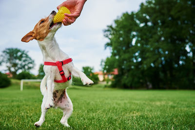 Dog walking on green grass, playing with ball