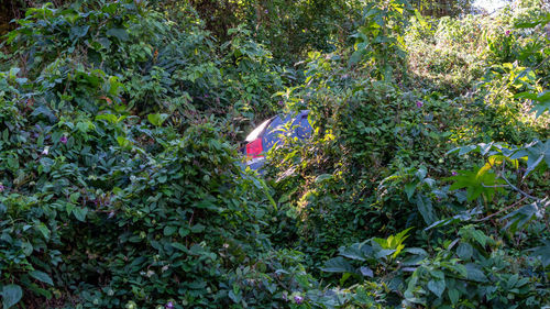 View of fresh green plants in forest