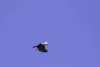 Low angle view of bird flying in sky