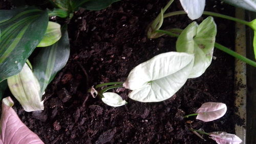 Close-up high angle view of flowers