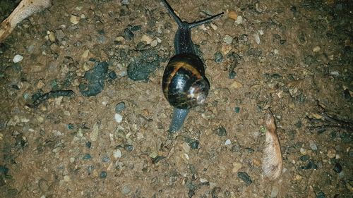 Close-up of snail on sea