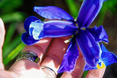 Close-up of hands holding blue flower