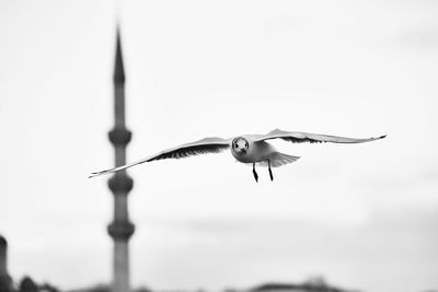 Low angle view of seagull flying