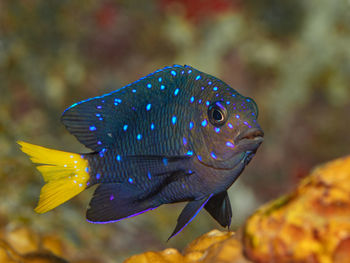 Close-up of fish swimming in sea