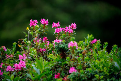 Close-up of pink flowers blooming outdoors