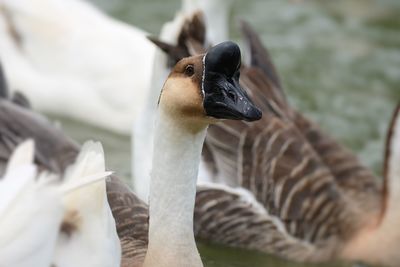 Close-up of two birds