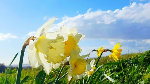 Low angle view of flowers blooming in field