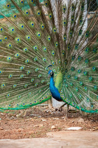 View of peacock