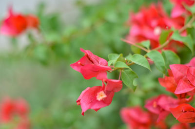 Close-up of red flowering plant