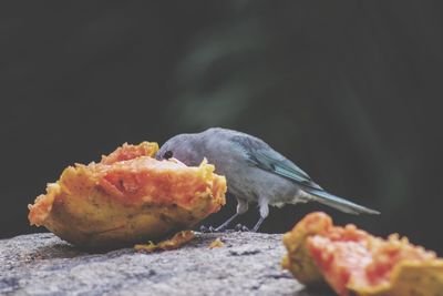 Close-up of food