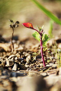 Close-up of plant growing on ground