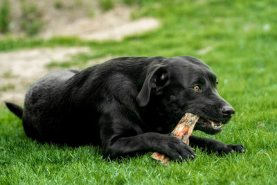 Black dog lying on grass