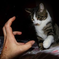 Midsection of cat with hand on black background