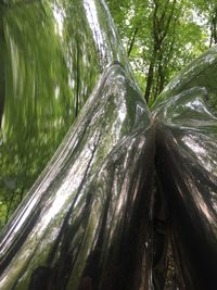 Low angle view of bamboo trees in forest