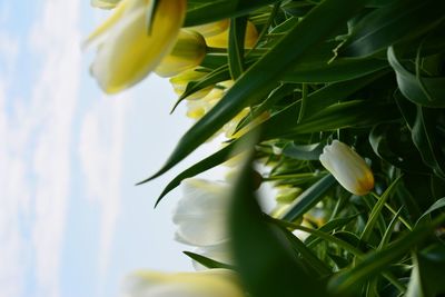 Close-up of yellow flowers