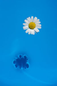 Close-up of white daisy flowers against blue background