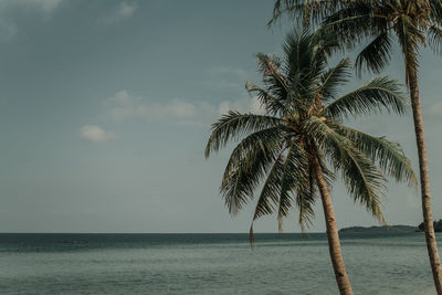 Palm tree by sea against sky