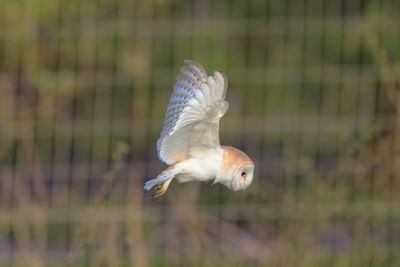 A barn owl on a hunt