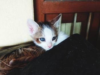 Close-up portrait of a kitten